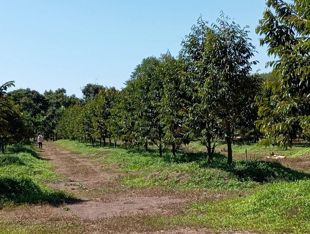 CK081ขายสวนทุเรียนใกล้ถนนสุขุมวิท ต้นสมบูรณ์ใบเขียว 19ไร่-ที่ตั้ง ต.ทุ่งควายกิน อ.แกลง จ.ระยอง-เนื้อที่ 19-1-38.51 ไร่-ขายไร่ละ 1.38 ล้าน ฟรีโอน-สวนทุเรียนหมอทอง ต้นคู่ (600ต้น)-ต้นทุเรียนอายุ  เกือบ 3 ปี ต้นใหญ่สมบูรณ์แข็งแรง ใบเขียว-มีระบบน้ำสปริงเกอร์ มีสระน้ำขนาดใหญ่เพียงพอต่อการดูแลต้นทุเรียน-มีบ้านพัก -ติดถนนคอนกรีต วิวเขา-ห่างจากถนนสุขุมวิทเข้าไปเพียง 700 เมตรเท่านั้