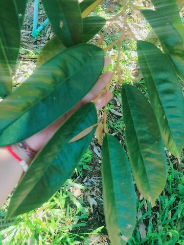 ขายสวนทุเรียนใกล้ถนนสุขุมวิท ต้นสมบูรณ์ใบเขียว 19ไร่ ทุ่งควายกิน แกลง ระยอง