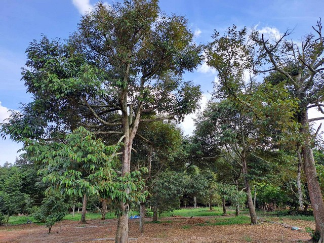 CK080Wow!!!!ที่ดินราคาไม่ถึงล้านจร้าๆๆๆ ที่ดินใกล้ถนนเส้นหลักขายที่ดินพร้อมบ้านสวนผสมใกล้ถนนเส้น344เพียง 800 เมตรเนื้อที่ 8-2-83 ไร่ ราคาขาย ไร่ละ 980,000 บาท(ต่อรองราคาได้) ฟรีโอนที่ตั้ง ต.พลงตาเอี่ยม อ.วังจันทร์ จ.ระยองบ้าน 1 หลัง สระน้ำขนาดใหญ่น้ำไม่เคยแห้ง 1 ลูกทุเรียนให้ผลผลืตแล้ว 18 ต้นทุเรียนอายุ 1-2 ปี อีก 50 ต้นมังคุด 25 ต้น ขนุน 200 ต้นชมพู่ กระท้อน มะม่วง กล้วย มะนาว ห่างถนนคอ