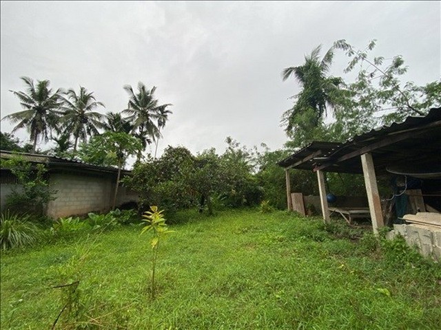 ขายบ้านเดี่ยว     อำเภอป่าพะยอม  พัทลุง (PKK02-15176)