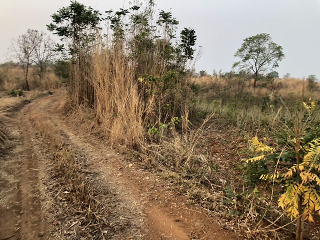 ขายที่สวยบนเขา แบ่งโฉนดขาย ไร่ละ 180000-250000 บาท   เช่า 700 บาท/ไร่/ปี  ต.หล่มเก่า อ.หล่มเก่า จ.เพชรบูรณ์ วิวเขา ใกล้ภูทับเบิก ที่ดินบนเนินเขาวิวสวยทิวทัศน์ดี บรรยากาศสดชื่น บริสุทธิ์ อากาศดี้ดีฟินสุดสุดค่าใช้จ่ายวันโอนทั้งหมดครึ่งครึ่งซื้อผ่อนเจ้าของได้ วางดาวน์ 30% ผ่อนต่อ 5ปีที่ดินสวย ที่ดินบนเขา บรรยากาศสดชื่น แสนสบายสดใส ใกล้แหล่งน้ำ ธรรมชาติรายล้อมทำเลดี วิวส