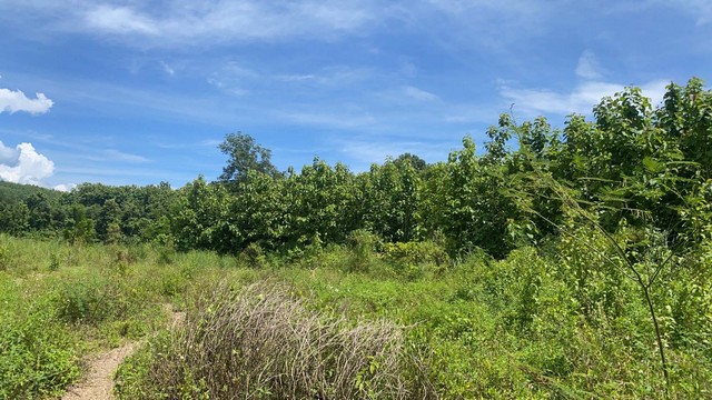 ขายที่ดินติดลำธาร ลำน้ำมวบ จ.น่าน เมืองเหนือ ต.พงษ์ อ.สันติสุข จ.น่าน เนื้อที่ 3 ไร่ 35 ตร.ว ราคา 800,000 บาท เอกสารสิทธิ์ นส.3 ก.ใกล้แหล้งชุมชนน้ำไฟเข้าถึง วิวงามธรรมชาติสมบูรณ์ ทิวเขาล้อมรอบ ลำธารผ่านข้างแปลงทั้งแถบ รูปที่ดินเป็นรูปสี่เหลี่ยมคางหมู น้ำใสไหลรินฉ่ำชุ่มเย็นสบายชุ่มฉ่ำสดชื่นเย็นสบายตลอดปี ไอหมอกยามเช้าแสนบริสุทธิ์ ท่ามกลางธรรมชาติ สดชื่นสวยงามตร