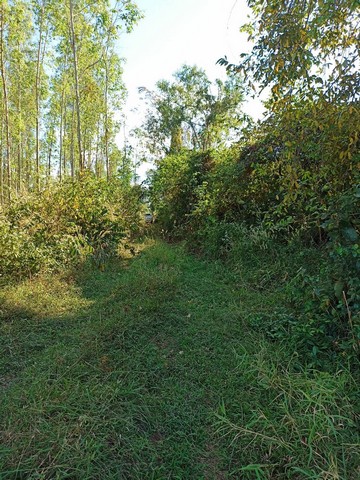 เจ้าของขายเอง ขายที่ดิน 2 แปลง 2 โฉนด ขายยกแปลง ไม่แบ่งขาย ต.หัวหว้า อ.ศรีมหาโพธิ จ.ปราจีนบุรี