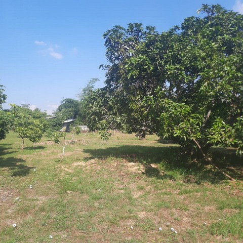 ขายที่ดินเปล่าพร้อมสวนลำไย อ.ดอยสะเก็ด จ.เชียงใหม่ เนื้อที่ 2ไร่ 0 งาน 31ตรว.