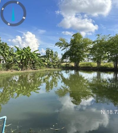 บ้านสวน 1 ไร่ 1 งาน ใกล้ตัวเมืองเชียงใหม่  ซื้อเก็บไว้เก็งกำไร รีโนเวททำพูลวิลล่า คาเฟ่ ก็คุ้ม