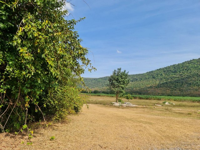 ขายที่ดินติดภูเขา ภูเวียง ที่ดินวิวเขาสวยงามมากธรรมชาติสุดสุด อากาศดีปลอดโปร่งร่มเย็นสบาย มีบ่อน้ำสาธารณะใช้ประโยชน์อุปโภคได้ ที่ดินตั้งอยู่ที่  หมู่ที่ 14 ต.นาจาน อ.สีชมพู จ.ขอนแก่น เนื้อที่รวม 124-2-73 ไร่ มี 6 โฉนด เช่า 1200 บาท/ไร่/ปี  แบ่งขายเป็นไร่ๆ ราคาไร่ละ 300,000 บาท   แบ่งขายเพียง 2 โฉนดเท่านั้น ค่าใช้จ่ายวันโอนทั้งหมดคนละครึ่ง ,ฉ.13243 เนื้อที่ 21-2-27 ไร่ฉ.13244 เนื้อที่ 23-2-52 