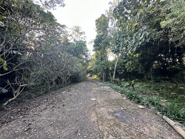 ที่ดินเปล่า 1 ไร่  ใกล้ ดอยตุง สวนแม่ฟ้าหลวง ต.โป่งงาม อ.แม่สาย จ.เชียงราย