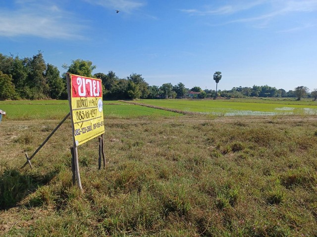 ขายที่ดิน สร้างบ้าน ราคาถูก เนื้อที่ 1-1-96  ไร่  หลังตลาดสดวัดโบสถ์  อ.วัดโบสถ์ จ.พิษณุโลก   ZK226