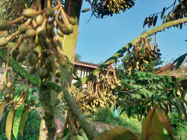 ขายบ้านพร้อมสวนทุเรียนให้ผลผลิตเต็มที่ เขตสองสลึง จ.ระยอง