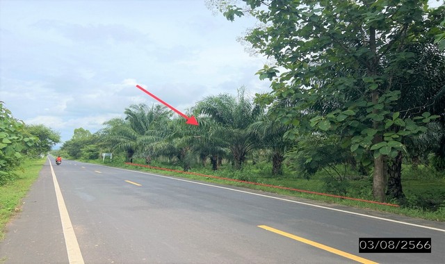 ขายที่ดินว่างเปล่า โรงเรียนบ้านยางใหญ่ อำเภอน้ำยืน จังหวัดอุบลราชธานี PKK01-10955