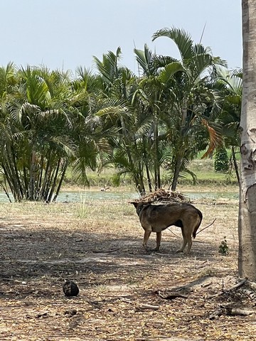 ขายด่วน ที่ดิน ถมเรียบร้อยพร้อมปลูกบ้าน ตำบลทุ่งหลวง อำเภอปากท่อ จังหวัดราชบุรี