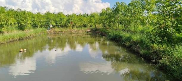 ที่ดินติดน้ำ #โซนสันป่าตอง ลดราคาขาย 4.8 ล้าน เนื้อที่ 3 ไร่ 2 งาน 61 ตรว. #ยุหว่า สาธารณูปโภคครบ มีบ่อน้ำสำรองไว้ทำการเกษตรตลอดทั้งปี โรงเก็บของ พร้อมที่พัก 1 หลัง มีต้นกระท่อม 110 ต้น ต้นลำไย 85 ต้นลดราคาขาย 4.8 ล้านบาท ค่าโอนคนละครึ่งบริ​การยื่น​สินเชื่อ​ทุก​ธนาคาร​ฟรี​ ไม่มีค่าใช้จ่ายเอกสารที่ใช้ยื่นแบงค์สำหรับพนักงาน​ทำงานประจำ1. สำเนาบัตรประชาชน2. สำเนาทะเบียน