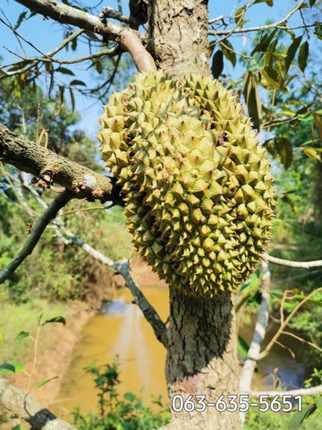 ขายที่สวนผลไม้ผสม ต.โครกกรวด อ.ปากพลี จ.นครนายก ใกล้ทางขึ้นเขาใหญ่ฝั่งปราจีน การเดินทางสะดวกสบาย