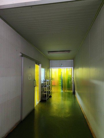 WAN401โรงงานแปรรูปสินค้าเกษตร หอม กระเทียม พริกแห้ง ขิง ในตลาดไท คลองสอง   ปทุมธานี