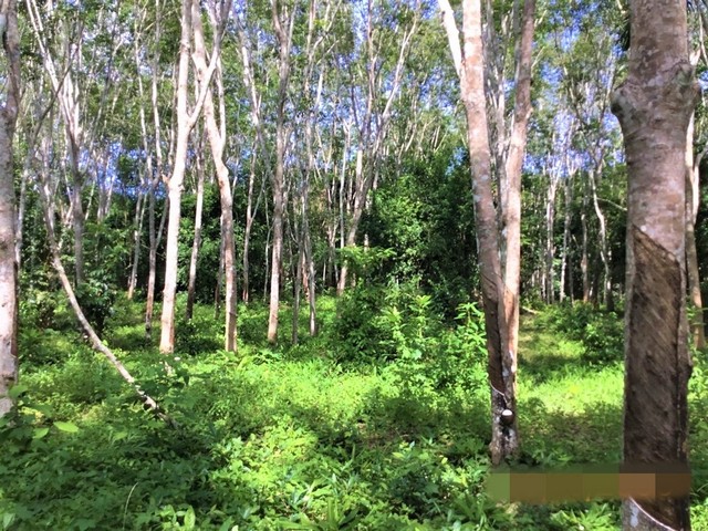 ขายบ้านครึ่งตึกครึ่งไม้   อำเภอคีรีรัฐนิคม สุราษฎร์ธานี (PKK02-10214)