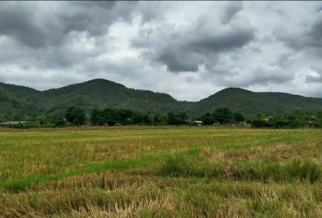 ขายด่วน ที่ดินกลางหุบเขา ในอำเภอพร้าว จ.เชียงใหม่ เป็นที่ดินแปลงสวยสามารถทำเกษตรได้ตลอดทั้งปี ใกล้บ่อน้ำพุร้อน เดินทางสะดวก