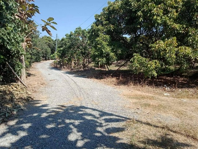 ขายที่สวนลำไย3ไร่2งาน88ตรวๆละ2พันราคา3ล้าน จากถ.ซุปเปอร์สารภีไทวัสดุ2กม