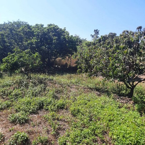 ขายที่ดินเล่าอำเภอ.สารภี จ.เชียงใหม่ขนาดเนื้อที่ 4 ไร่ 3 งาน         60ตรวหน้ากว้าง 40 ม ยาว 200 มสร้างตึกสูงไม่เกิน 12 ม.แบ่งแปลงจัดสรรได้ถนนลาดยางกว้าง 6 ม.     กำลังจะขยายเพิ้มเป็นที่ชุมชน  เป็นหมู่บ้าน       ใหญ่ ไม่เปลี่ยวใกล้โรงพยาบาลสารภี       500 ม.ใกล้ตลาดยางเนิ้งและ             สถานีตำรวจ 1กม.เข้าตัวเมืองเชียงใหม่ 12       กม.ไปตัวเมืองลำพูล 12 กม.จัดสรรแบ่งแปลงได้หลาย     แบ่บเจ้าทรัพย์ข