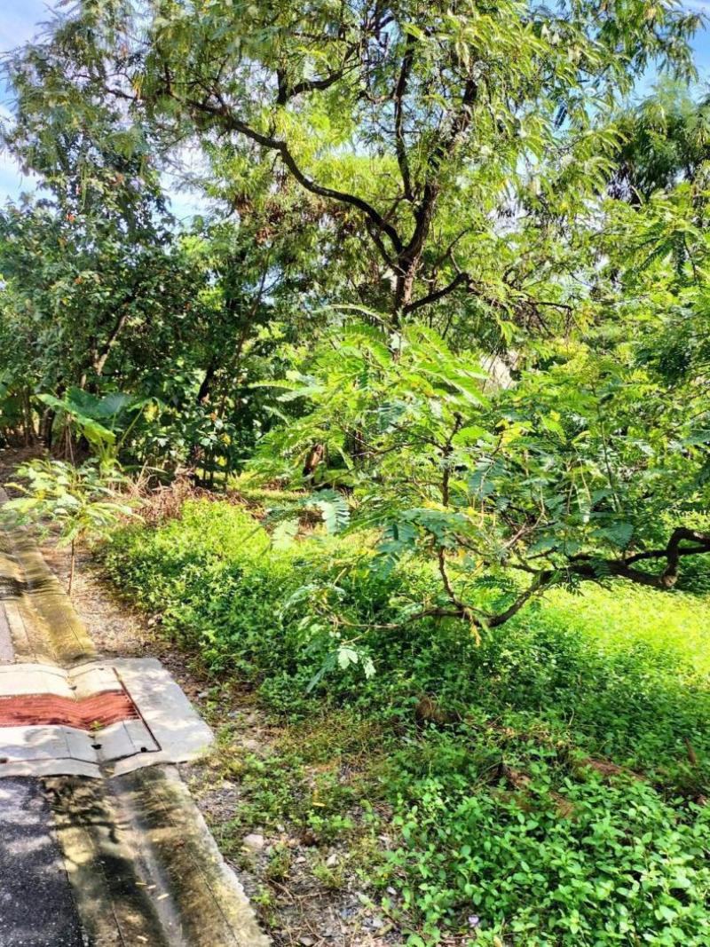 ขายที่ดินเปล่า พื้นที่ 121 ตารางวา ซอยสุขุมวิท 101/1 แขวงบางจาก เขตพระโขนงราคาขาย 120,000 บาท / ตารางวาที่ตั้ง ถนนสุขุมวิท ซอยสุขุมวิท 101/1 แขวงบางจาก เขตพระโขนง กรุงเทพมหานคร 10260ติดต่อ : คุณภัสพงณ์ 063-409-8164Line : deedaa23เนื้อที่ 121 ตารางวา กว้าง 29 เมตร ลึก 17 เมตร เหมาะสร้างบ้าน ออฟฟิศสำนักงาน น้ำไม่ท่วม ที่ถมแล้ว ถนนในซอยรถสามารถสวนกันได้สถานที่ใกล้เคียง - ศรีนครินทร์- ซีคอนแสควร์ - พารา