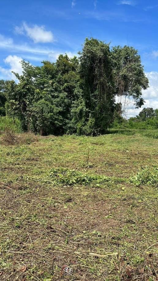 โซนดอยสะเก็ด ขายที่ดินเปล่าตรว.ละ 9,500 บาท เนื้อที่ 118.8 ตรว. ที่ดินในหมู่บ้าน แปลงมุมสุดซอย.ถนนคอนกรีต มีไฟฟ้าประปา