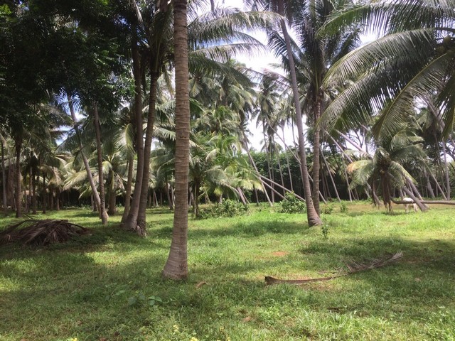 ขายที่ดินติดทะเล แปลงเล็กแบ่งขาย 100 วาขึ้นไป ตารางวาละ 6500 บาท  หาดผาฝั่งแดง  UNSEEN YHAILAND  ที่ดินหายาก แห่งเดียวในประเทศไทย ที่ดินใกล้ทะเลบนเนินผาสง่างาม แลเห็นทิวทัศน์รายล้อมสวยงามตระการตา พร้อมขาย ขายพร้อมโอน ขายที่ดินใกล้ทะเล หาดผาฝั่งแดง ทะเล สูงจาก ระดับน้ำทะเลประมาณ 5- 6 เมตร ฝั่งแดง ทะเลสวยน้ำใส ชุ่มฉ่ำเย็นสบายตลอดปี ไม่มีเบื่อ หนีร้อนคลายทุกข์สูดอากาศสดช