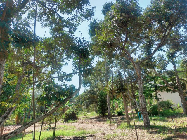 ขายบ้านพร้อมสวนทุเรียน 5 ไร่เขตซากโดน อ.แกลง จ.ระยอง