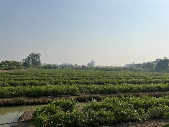 ขายด่วน ที่ดิน ต.บางแก้วฟ้า อ.นครชัยศรี  จ.นครปฐม  เนื้อที่ที่ดิน  7 ไร่  1 งาน  64 ตารางวา