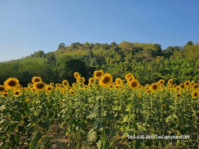 ขายที่สวย ไม่ต้องถม วิวเขา อลังติดทุ่งดอกทานตะวัน ต.ชะอม อ.แก่งคอย จ.สระบุรี ราคาต่ำกว่าแปลงข้างเคียงมาก