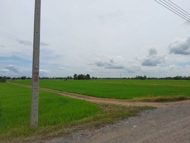 ขายด่วนราคาถูก ที่ดิน ที่นา 26-2-51ไร่ 2.13ล้านบาทถนน ไฟฟ้า สระน้ำ บาดาลพร้อม ต.หนองกระเจา อ.ชุมแสง นครสวรรค์ขายด่วน ราคาถูกที่ดิน ที่นา 26 ไร่ 2งาน 51 ตรว.ต.หนองกระเจา อ.ชุมแสง นครสวรรค์ลดราคาจากปกติ ไร่ละ 120,000 บาท ลดเหลือ ไร่ละ 80,000 บาทขายราม 2,130,000บาท โอนคนละครึ่ง ต่อรองได้ถนน ไฟฟ้า น้ำบาดาล พร้อมห่างเสาไฟ  50 เมตรถนนดิน กว้าง 4 เมตร, รถ 6 ลัอ เข้าได้ลงทุนขุดสระ บาดาลแล้ว ไป 2 แสน บา