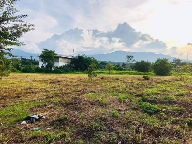 ขายที่ดิน ตรว.ละ 7,000 บาท ไร่ละ 2.8 ล้าน ขายยกทั้ง 5 แปลง หรือซื้อเป็นแปลงได้ ห้วยทราย แม่ริม ใกล้นานาชาติเปรม