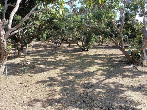 โซนสารภี ขายที่ดินตรว.ละ 6,000 บาท เนื้อที่ 367 ตรว. ขัวมุง ใกล้ตลาดน้ำโท้ง