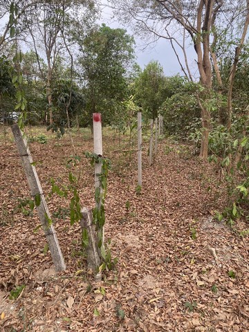 ขายด่วน ที่ดินเปล่า 160 ตรว. พร้อมไม้ยืนต้น ตำบลศุรศักดิ์ อำเภอศรีราชา จังหวัดชลบุรี