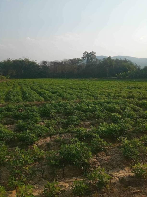 ขายด่วนยกแปลง 6.5 ล้าน 6-3-18 ตรว. แม่นะ เชียงดาว วิวดอยหลวงเชียงดาว บรรยากาศดีมาก มีลำธารไหลผ่าน มีน้ำตลอดปี เป็นพื้นที่ราบ น้ำไม่ท่วม