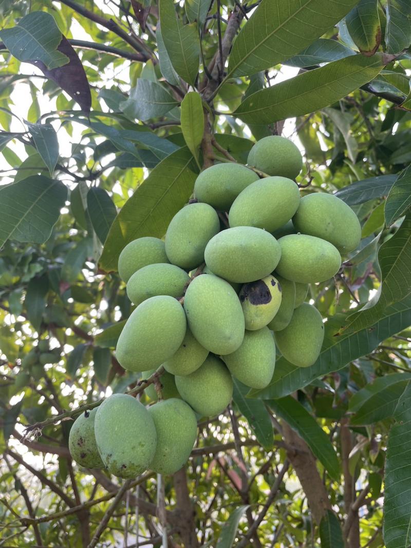 ขายบ้านพร้อมที่ดิน ทำเลทองเจ้าของขายเอง แขวงสามวาตะวันออก เขตคลองสามวา กรุงเทพมหานครที่ตั้ง : แขวงสามวาตะวันออก เขตคลองสามวา กรุงเทพมหานคร   10510https://maps.app.goo.gl/wukq7G9kRK2mxH8u8ขนาดพื้นที่ :  1 ไร่ 1 งาน รายละเอียดบ้าน 1 ชั้น                                                                                            3 ห้องนอน 2 ห้องน้ำ 1 ครัว                                                                    พื้นที่ 120 ตารางเมตร กว้าง 8 ยาว 15                                                   ที่ดิน 1 ไร่ 1 งาน 60.5 ตารางวา           