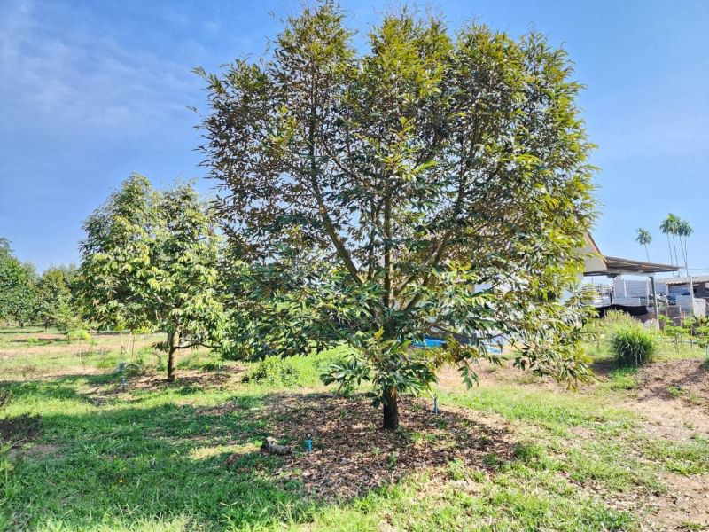 ขายบ้านสวนทุเรียน ติดคลองปากน้ำกระแส บรรยากาศดี ร่มรื่น ลมพัดผ่านเย็นสบายทัังวัน จังหวัดระยอง