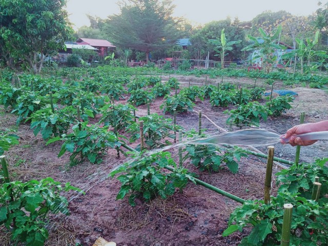 ขายบ้านพร้อมที่ดินเนื้อที่2ไร่ 60 ตารางวา อยู่ซอยเนินไทรสาม ตำบลนาเริก อำเภอพนัสนิคม จังหวัดชลบุรี