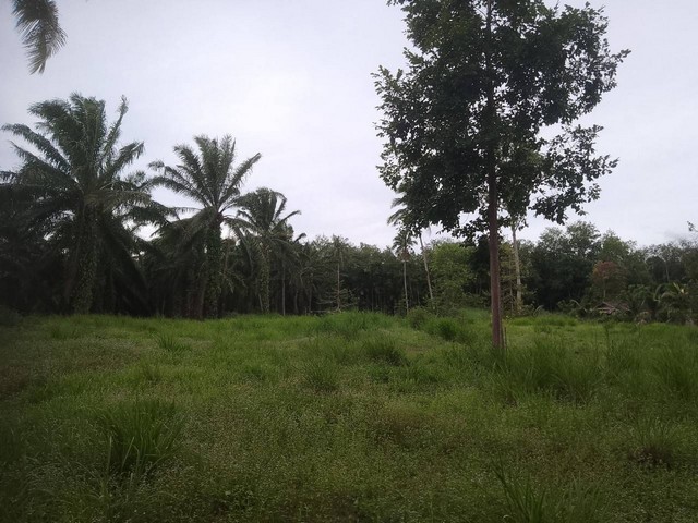 ZCP051ขายที่ดิน ใกล้วิทยาลัยเทคนิคชุมพร ที่ตั้ง ต.นาชะอัง อ.เมืองชุมพร จ.ชุมพรhttps://maps.app.goo.gl/W2rMjzbGpbubmM7U8พื้นที่ 1-0-00 ไร่กว้าง 39 เมตร โดยประมาณลึก    40 เมตร โดยประมาณ สถานที่ใกล้เคียง- ใกล้วิทยาลัยเทคนิคชุมพร- ใกล้คลองหัววัง- ใกล้สนามยิงปืนจังหวัดชุมพร- ใกล้โรงเรียนศรียาภัย2- ใกล้สนามบินชุมพร- ใกล้ทะเลหาดทุ่งวัวแล่นราคา 2,750,000 บาทค่าโอนคนละครึ่งสนใจติดต่อ0835266534 คุณยา0891952434 คุณสมาน0970564510