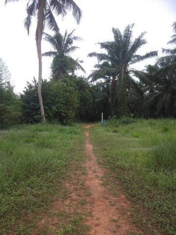 ขายที่ดิน 1 ไร่  ใกล้วิทยาลัยเทคนิคชุมพร  ต.นาชะอัง อ.เมืองชุมพร จ.ชุมพร   ZCP051