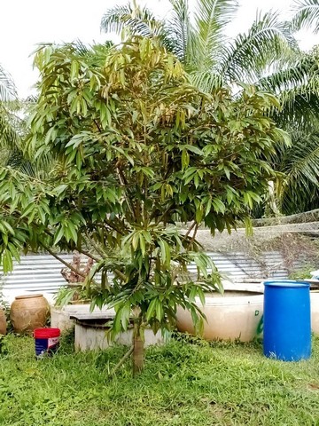 ขายที่ดิน 3-2-32 ไร่   พร้อมบ้านใกล้ทะเล  ต.ท่ายาง อ.เมืองชุมพร จ.ชุมพร  ZCP045