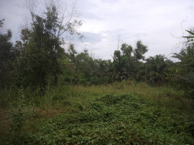 ZCP070ขายที่ดิน ใกล้สนามหญ้าเทียมท่าแซะที่ตั้ง ต.ท่าแซะ อ.ท่าแซะ จ.ชุมพรhttps://www.google.com/maps?q=10.66202303,99.19286507พื้นที่ 2-1-31 ไร่กว้าง 88.90 เมตร โดยประมาณลึก    37.25 เมตร โดยประมาณ สถานที่ใกล้เคียง- ใกล้สนามหญ้าเทียมท่าแซะ- ใกล้โรงเรียนท่าแซะรัชดาภิเษก- ใกล้อนุบาลท่าแซะ- ใกล้ธนาคารออมสิน สาขาท่าแซะ- ใกล้สถานีขนส่ง บขส.ท่าแซะ- ใกล้สี่แยกท่าแซะราคา 2,500,000 บาทค่าโอนคนละครึ่งสนใจติดต่อ0819951610 คุณดา08919