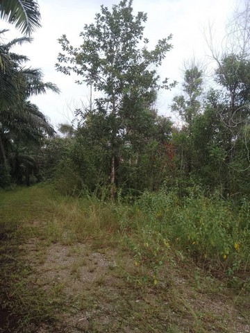 ขายที่ดิน 2-1-31 ไร่  ใกล้สี่แยกท่าแซะ ใกล้สนามหญ้าเทียมท่าแซะ  อ.ท่าแซะ   จ.ชุมพร  ZCP070