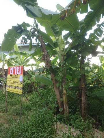 ขายที่ดิน ใจกลางเมืองชุมพร พื้นที่ 52 ตารางวา ต.ท่าตะเภา อ.เมืองชุมพร จ.ชุมพร   ZCP054