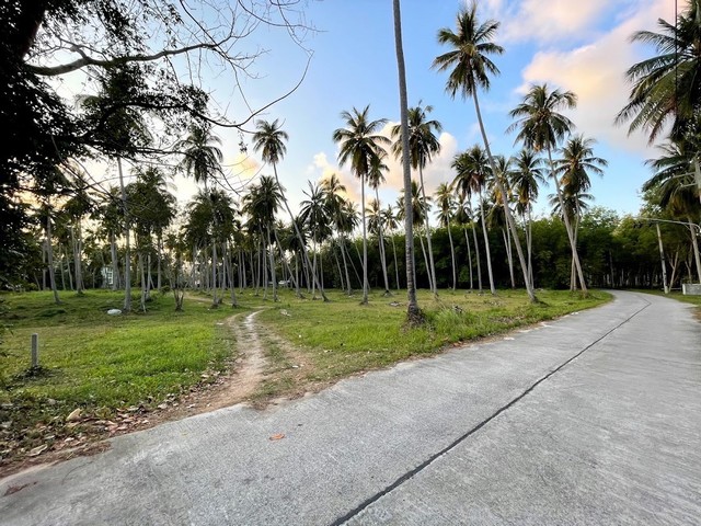 ขาย ที่ดิน เกาะสมุย 5 ไร่ 3 งาน 42 วา ใกล้ท่าเรือ อ่าวท้องกรูด ถนนลาดยางแล้ว ต.ตลิ่งงาม