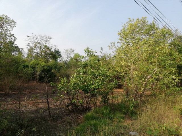 ทรัพย์รับตรุษจีนเฮงๆรวยๆเสนอ   ขาย ที่สวยติดทางหลวง1107 เมืองบ้านตาก จ.ตาก คมนาคมสะดวกมาก 36 ไร่เศษ อ.บ้านตาก  จ.ตาก  ติด ทล.1107 โทร 0968821857