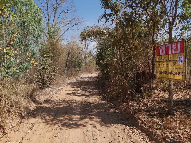 ขายด่วน  ที่ดินพร้อมป่ายูคา 14-3-53 ไร่ ใกล้ร.ร.พระยืนวิทยาคาร อ.พระยืน ขอนแก่น     ZE611