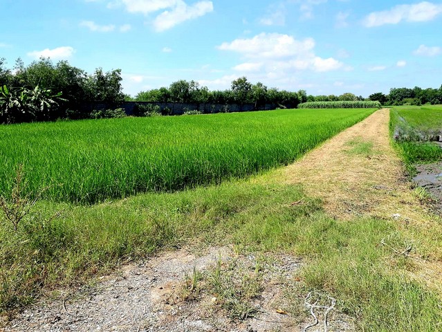 ขายที่ดินคลอง 12 ลำลูกกา 7 ไร่ ติดถนนคอนกรีต เหมาะทำโครงการหมู่บ้านเล็กๆ ทำจัดสรรที่ดินแบ่งขาย ทำโกดัง-ออฟฟิศ ซื้อเก็บไว้เก็งกำไรได้