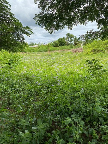 ขายที่ดินจัดสรรร 2 แปลง ราคาถูก เนื้อที่รวม 115 ตรว.  บ้านดอนแกะแระ  ต.ห้วยด้วน อ.ดอนตูม จ.นครปฐม   ZY186