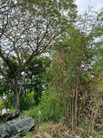 ขายที่ดินจัดสรรราคาถูก 2 แปลง เนื้อที่รวม 143 ตรว.  บ้านดอนแกะแระ  ต.ห้วยด้วน อ.ดอนตูม จ.นครปฐม    ZY185