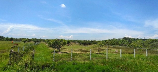 ขายที่ดินในสันป่าตอง เชียงใหม่ 3ไร่ 2งาน ติดถนนเลียบคลองชลประทาน ติดทุ่งนาและสวนลำไย มีน้ำใช้ตลอดทั้งปี เจ้าของขายเอง