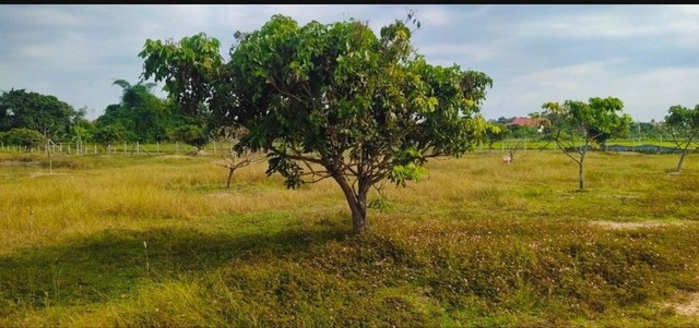 ขายที่ดินในสันป่าตอง เชียงใหม่ 3ไร่ 2งาน ติดถนนเลียบคลองชลประทาน ติดทุ่งนาและสวนลำไย มีน้ำใช้ตลอดทั้งปี เจ้าของขายเอง